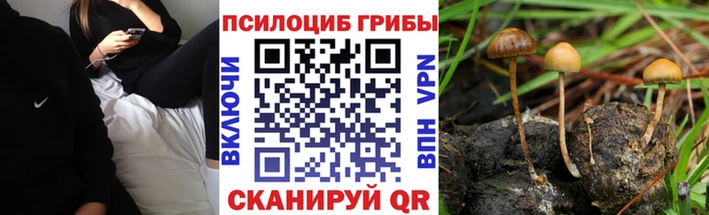 Псилоцибиновые грибы Psilocybe  Нахабино 